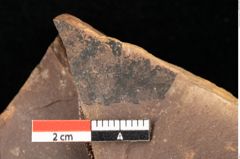 Foto (Detailsansicht) von Quercus mediterranea, Unger (NHMW-GEO-2024-0188-0908)